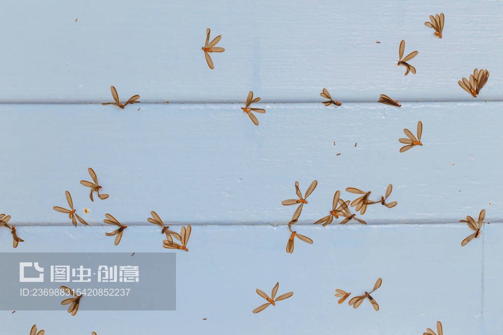 有蟲(chóng)蛀的木地板Wood floor with moth